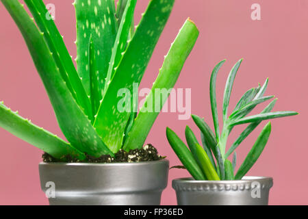 Senecio et succulentes d'Aloès dans des pots en argent métallisé sur fond rose Banque D'Images