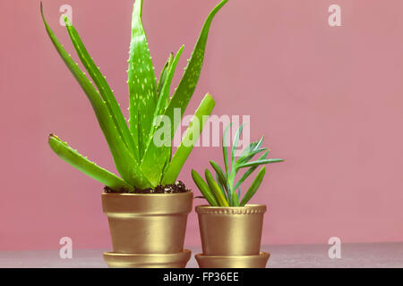 Senecio et succulentes d'Aloès dans des pots en argent métallisé sur fond rose Banque D'Images