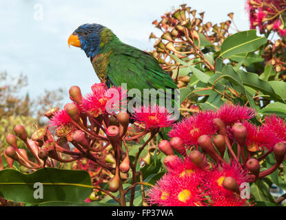 Rainbow lorikeet australiennes indigènes navigation dans la gomme de floraison (Eucalyptus ficifolia), Melbourne Banque D'Images