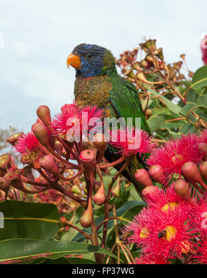 Rainbow lorikeet australiennes indigènes navigation dans la gomme de floraison (Eucalyptus ficifolia), Melbourne Banque D'Images