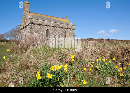 La Chapelle St,Non l'église, sur le littoral du Pembrokeshire, près de St David's de jonquilles, la fleur identifié avec le pays de Galles, l'ouest du pays de Galles, Royaume-Uni Banque D'Images