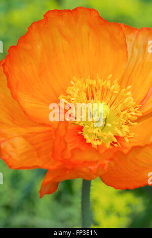 Orange Fleur de pavot d'islande Banque D'Images