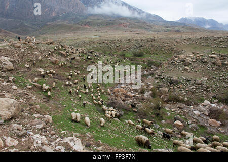 Berger de moutons dans le Nord de l'Iraq Banque D'Images