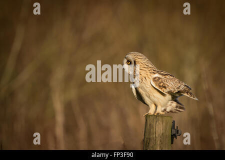 Hibou moyen court sauvage assis sur poteau de clôture et à la recherche de proies au sol (Asio flammeus) Banque D'Images