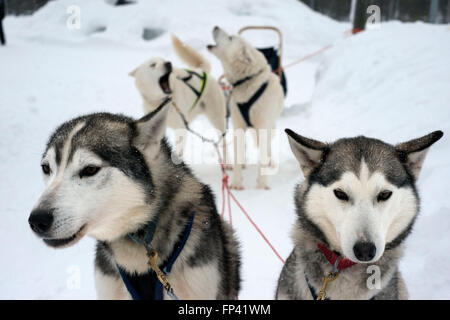 Salla husky safari. Laponie, Finlande. Avant le safari notre guide vous offre un cours de conduite et vous dire comment gérer la Banque D'Images