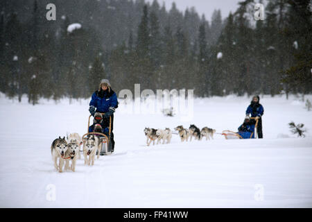 Salla husky safari. Laponie, Finlande. Avant le safari notre guide vous offre un cours de conduite et vous dire comment gérer la Banque D'Images