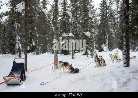 Salla husky safari. Laponie, Finlande. Avant le safari notre guide vous offre un cours de conduite et vous dire comment gérer la Banque D'Images