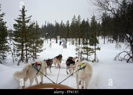 Salla husky safari. Laponie, Finlande. Avant le safari notre guide vous offre un cours de conduite et vous dire comment gérer la Banque D'Images