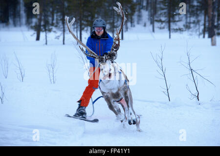 Salla ski resort. Ski avec rennes. Salla, Laponie, Finlande. La Race. L'hiver signifie dans certains jeux de rennes de la partie chilier Banque D'Images