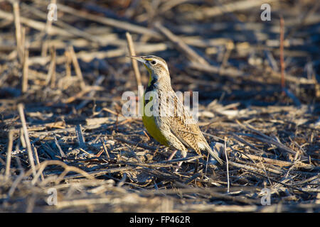 Sturnelle de l'Ouest (Sturnella neglecta), Bosque del Apache National Wildlife Refuge, Nouveau Mexique, USA. Banque D'Images