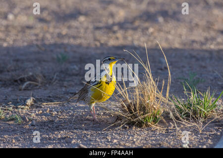 Sturnelle de l'Ouest (Sturnella neglecta), Bosque del Apache National Wildlife Refuge, Nouveau Mexique, USA. Banque D'Images