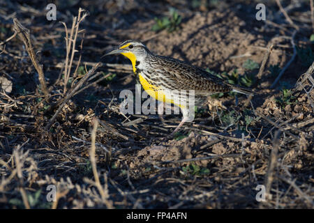 Sturnelle de l'Ouest (Sturnella neglecta), Bosque del Apache National Wildlife Refuge, Nouveau Mexique, USA. Banque D'Images