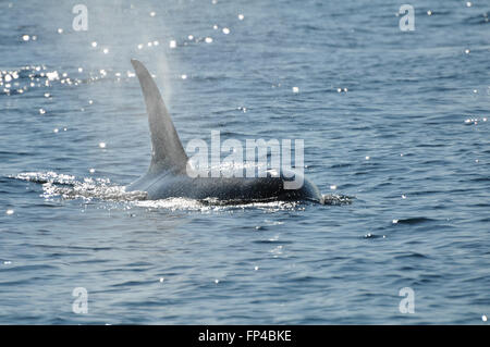 Orcinus orca : Pacific Orca avec nageoire dorsale au soleil. Banque D'Images