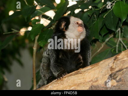 Blanc d'Amérique du Sud dirigé alias ouistiti ouistiti de Geoffroy oreille touffetée (Callithrix geoffroyi). Originaire de la côte brésilienne Banque D'Images