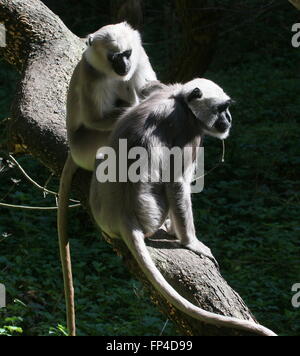 Des plaines du Nord indien langurs gris (Semnopithecus animaux singe), le mâle toilettage femelle Banque D'Images