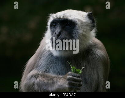 Des plaines du Nord indien entelle gris (Semnopithecus animaux singe), close up tout en manger les feuilles Banque D'Images