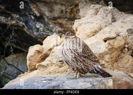 Himalayan Monal (Lophophorus impejanus) femelle. Parc national de Sagarmatha. Le district de Solukhumbu. Le Népal. Banque D'Images