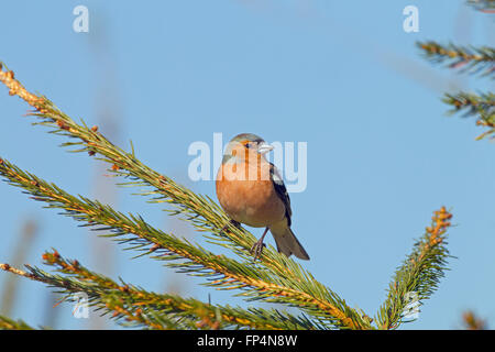 Chaffinch Fringilla coelebs mâle en hiver sur conifer Banque D'Images