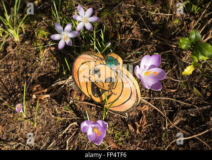 Purple Crocus Fleurs entourent un visage de citrouille en bois dans un jardin Dumbartonshire Helensburgh Scotland Royaume-Uni UK Banque D'Images