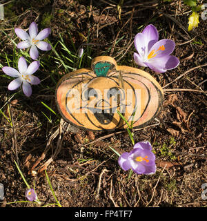 Purple Crocus Fleurs entourent un visage de citrouille en bois dans un jardin Dumbartonshire Helensburgh Scotland Royaume-Uni UK Banque D'Images