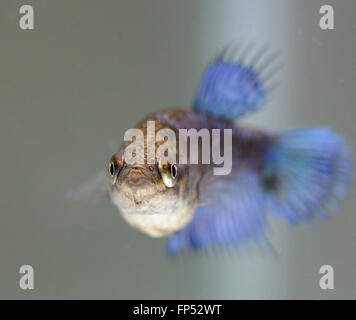 Les poissons femelles Betta Splendens Banque D'Images