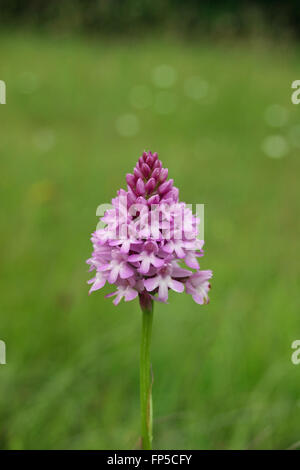 Anacamptis pyramidalis (orchidée pyramidale ) close up avec un fond de végétation verte brouillée. Banque D'Images