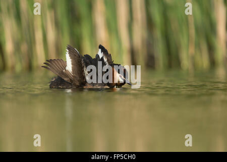 Grèbe huppé / Haubentaucher ( Podiceps cristatus ) la moitié ouvre ses ailes pour impressionner sa compagne, spectacles parade nuptiale. Banque D'Images