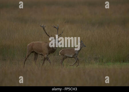 Red Deer / Rothirsch ( Cervus elaphus ) demandant un veau d'un an à son troupeau, à la brunante, naturel, sur l'herbe steppe. Banque D'Images