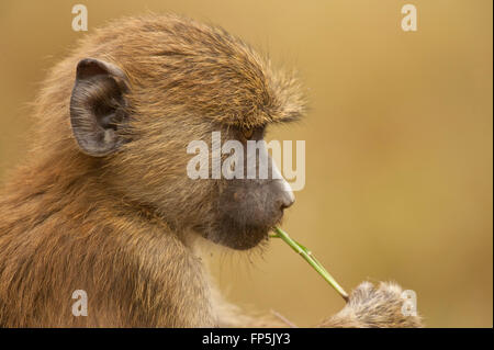 Profil d'un jeune babouin olive dans le parc national Amboseli au Kenya Banque D'Images