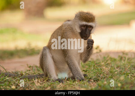 Un singe dans le Parc national Amboseli au Kenya Banque D'Images