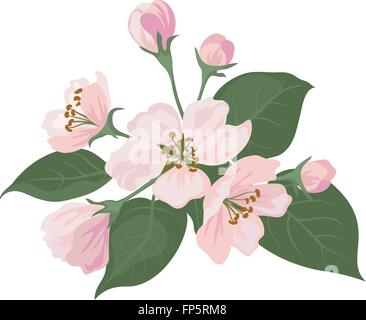 Apple tree fleurs et feuilles vertes Illustration de Vecteur