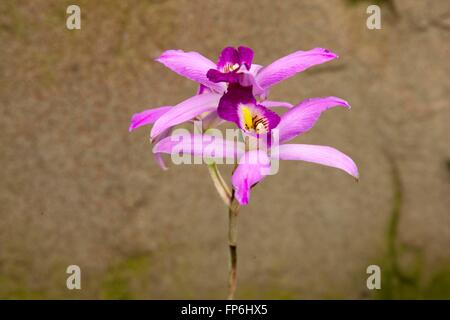 Diplocentrus anceps est un genre de la famille des orchidées, la culture en serre à RHS Wisley. Banque D'Images