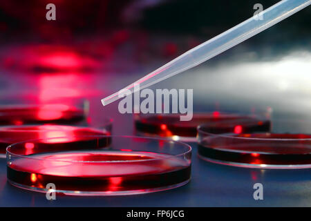 Laboratoire en plastique transparent sur la pipette pétri remplie d'une solution de rouge pour une expérience dans un laboratoire de recherche scientifique Banque D'Images