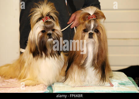 Mignon chiot chiens shih tzu sitting together Banque D'Images