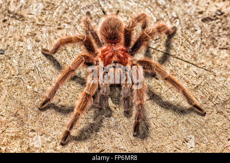 Rose chilien Tarantula - photographié ci-dessus pour voir les yeux et la tête de détails sur la coupe d'une log Banque D'Images