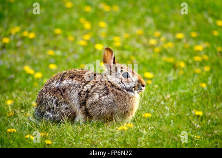 Lapin lapin assis dans l'herbe verte de pissenlits. Banque D'Images