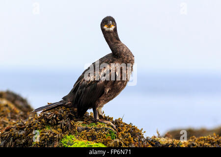 Shag, réserve naturelle des îles Farne, Angleterre Banque D'Images