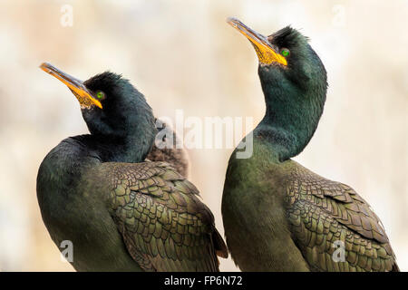 Shag, réserve naturelle des îles Farne, Angleterre Banque D'Images