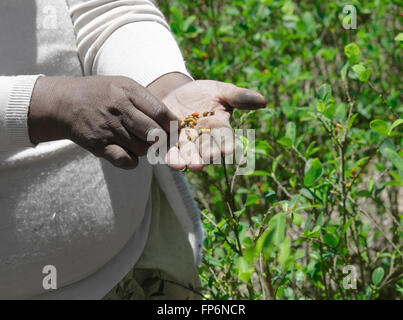 Vieille Femme montrant les graines de coca lors de la récolte sur les collines du Sud Yungas, Bolivie. Tous les trois mois, les arbres de coca sont prêts pour une récolte, ce qui est suivi par le séchage des feuilles et la vente éventuelle en faisceaux à l'OCAC marché. Banque D'Images