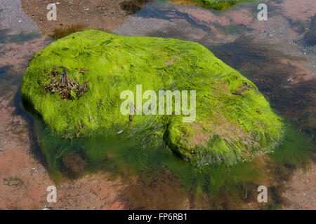 Couvert d'algues vertes dans de l'eau de mer piscine rock Banque D'Images