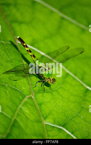 L'Est de l'Pondhawk avec libellule ailes transparentes assis sur une feuille dans son jardin d'été. Banque D'Images