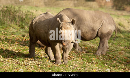 Photo de deux rhinocéros noirs au soleil Banque D'Images