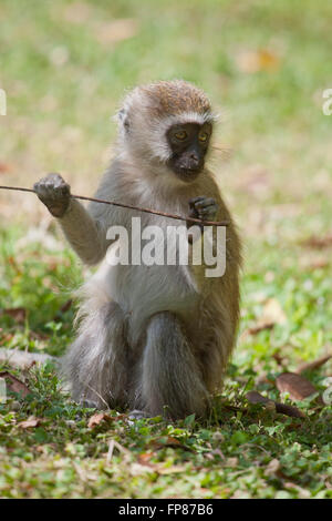 Un singe dans le Parc national Amboseli au Kenya Banque D'Images
