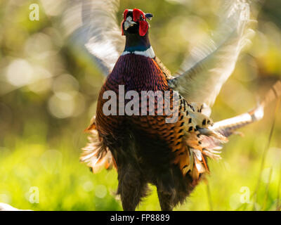 Beau mâle Faisan de Colchide (Phasianus colchicus) qui chantent en bois naturel. Banque D'Images