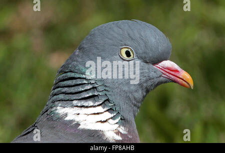 Pigeon en bois commun, Columba palumbus, Portrait de tête. Banque D'Images