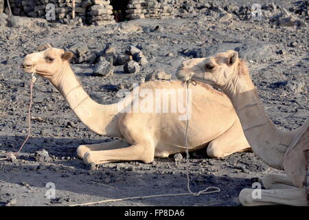 Loin dromedary camels attendent d'être chargés avec tout le nécessaire pour les expéditions visiter le volcan Erta Ale-Danakil. Banque D'Images