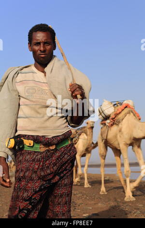 L'ÉTHIOPIE, DANAKIL-MARS 28 : herder Afar mène une caravane de chameaux et d'ânes de Hamed Ale hameau au lac Assale-sel charge. Banque D'Images