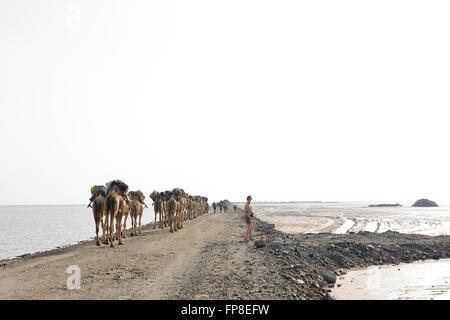 L'ÉTHIOPIE, DANAKIL-MARS 28 : conduire les éleveurs Afar caravane de dromadaires +ânes de Hamed Ale hameau au lac Assale pour charger le sel. Banque D'Images
