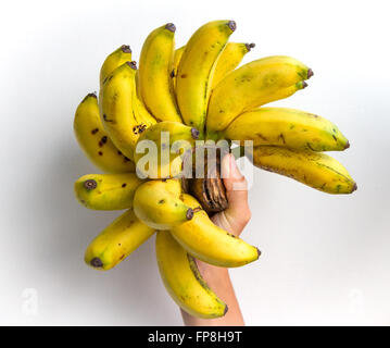 Un régime de bananes de la variété Gros Michel tenu dans la main d'une jeune femme, isolé sur blanc. Banque D'Images