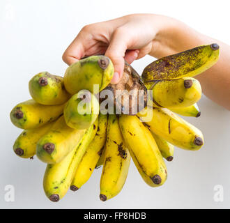 Un régime de bananes de la variété Gros Michel tenu dans la main d'une jeune femme, isolé sur blanc. Banque D'Images